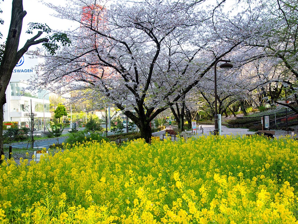 芝公園の桜並木と菜の花